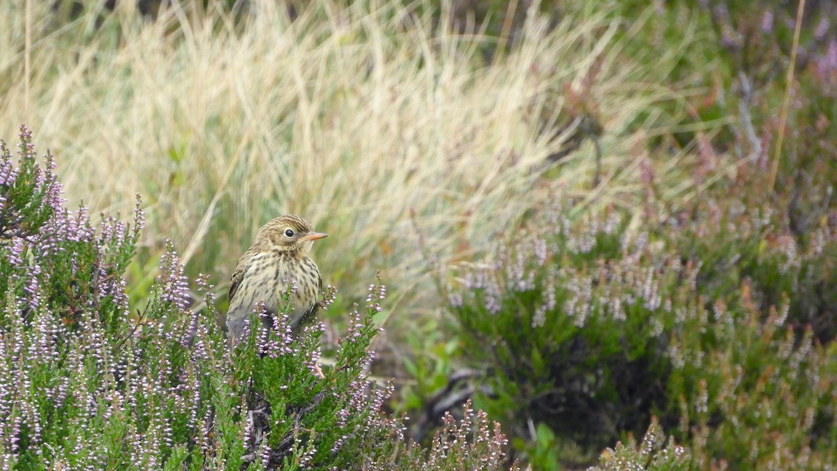Meadow Pipit - ML601582781