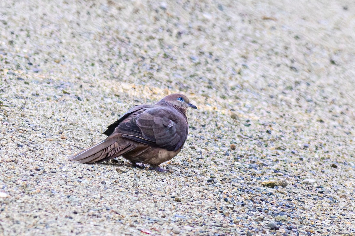 Brown Cuckoo-Dove - ML601587621