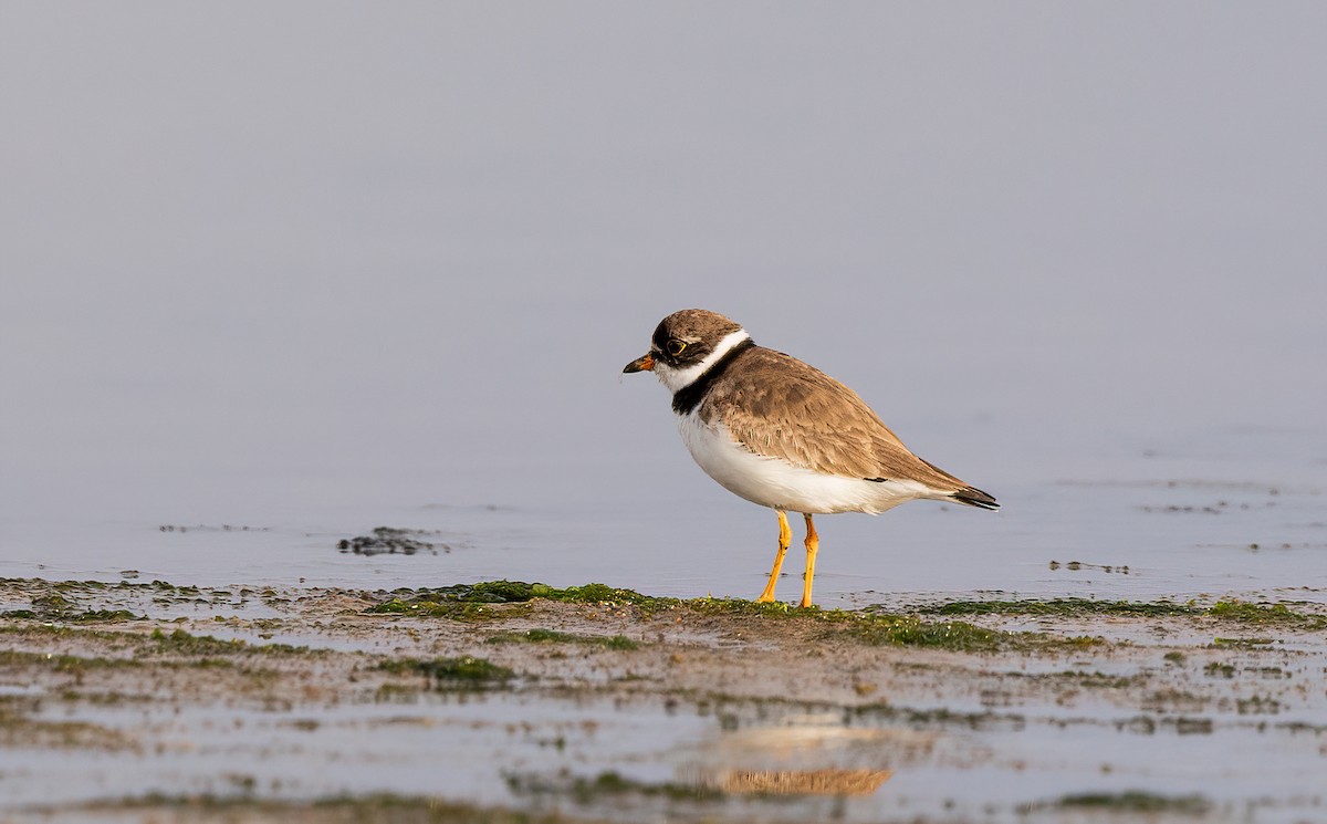 Semipalmated Plover - ML601590131