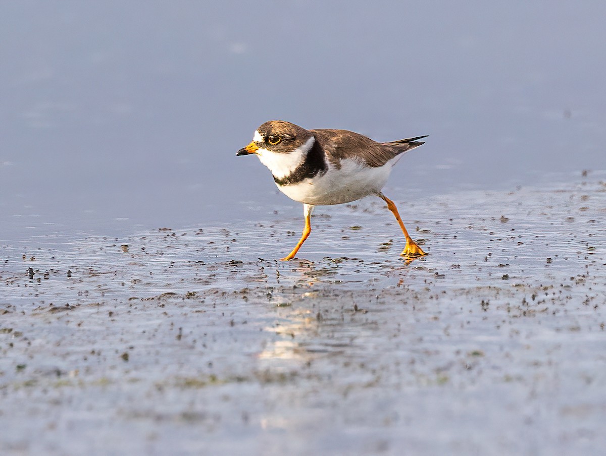 Semipalmated Plover - ML601590191