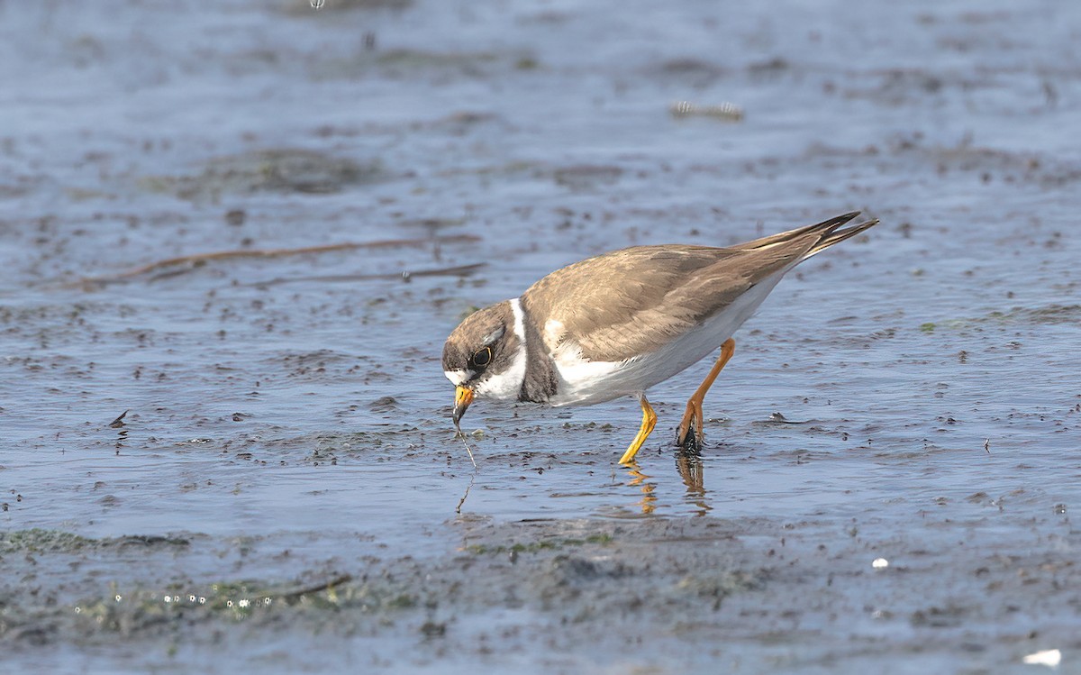 Semipalmated Plover - ML601590201