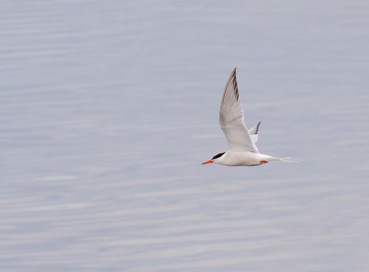 Common Tern - ML601591761