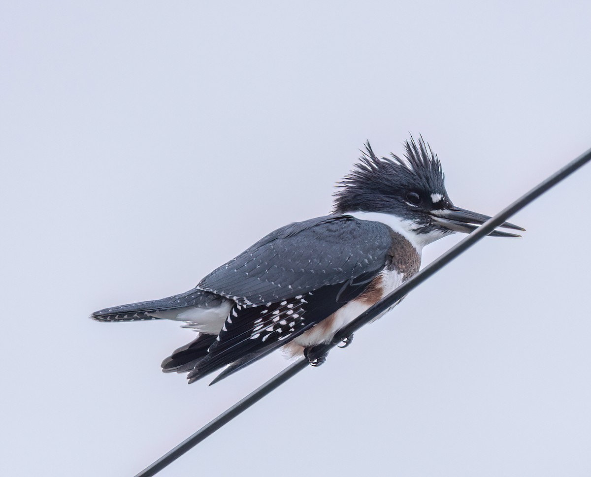 Belted Kingfisher - ML601591811