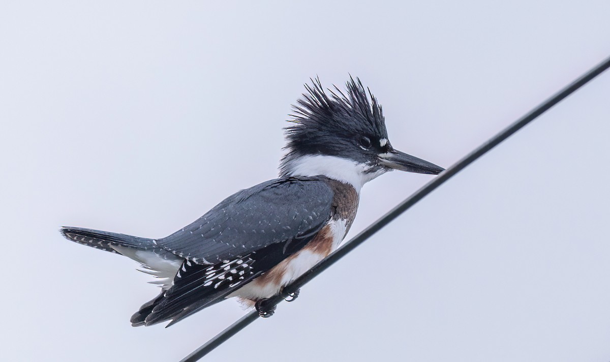 Belted Kingfisher - ML601591821