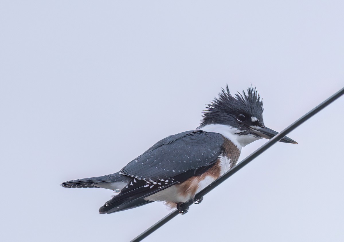 Belted Kingfisher - ML601591831