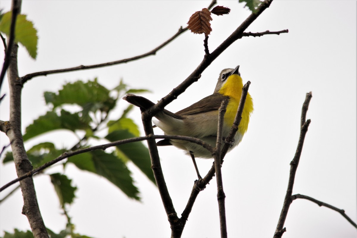 Yellow-breasted Chat - Don Manson