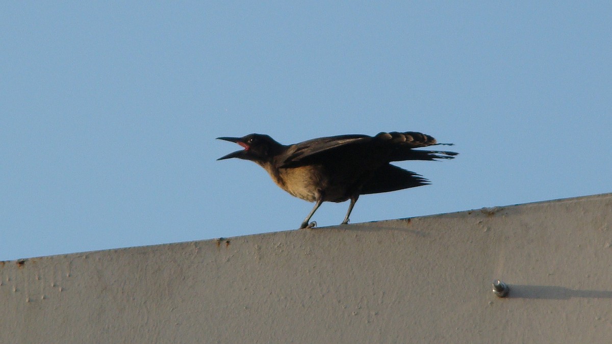 Great-tailed Grackle - ML601595091