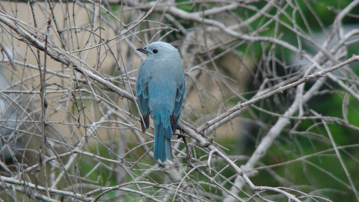 Blue-gray Tanager - ML601595451