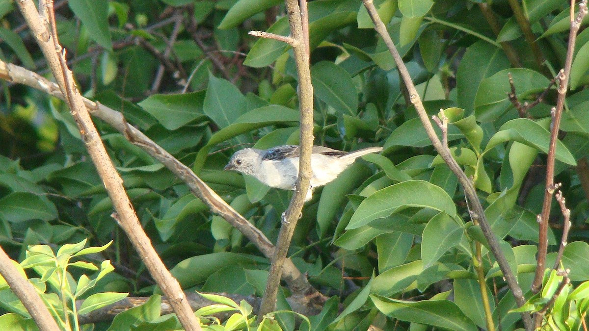Plain-colored Tanager - ML601595521