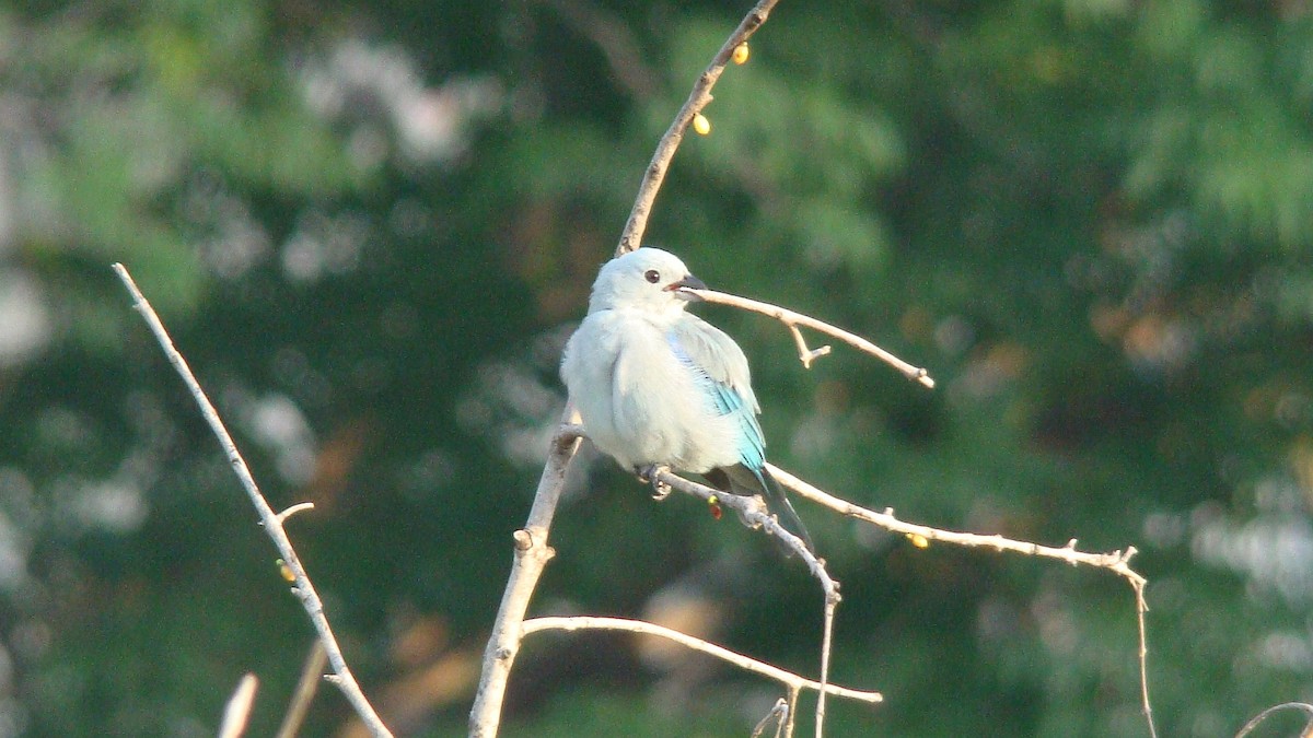 Blue-gray Tanager - ML601595581