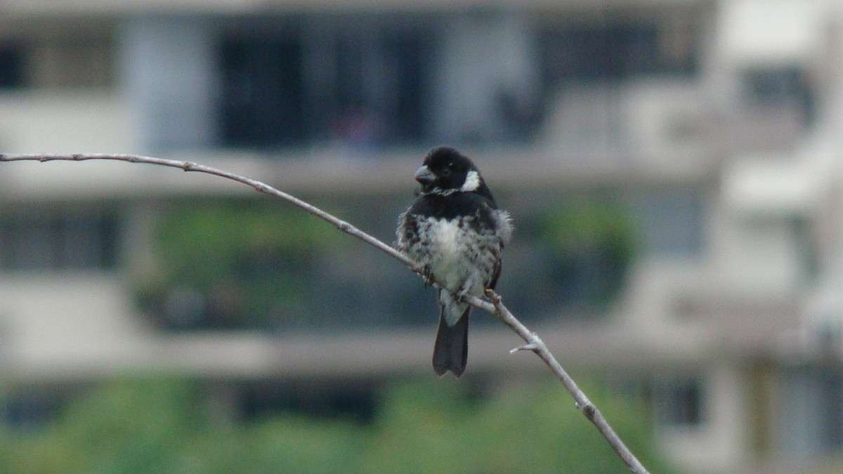 Variable Seedeater - ML601595721