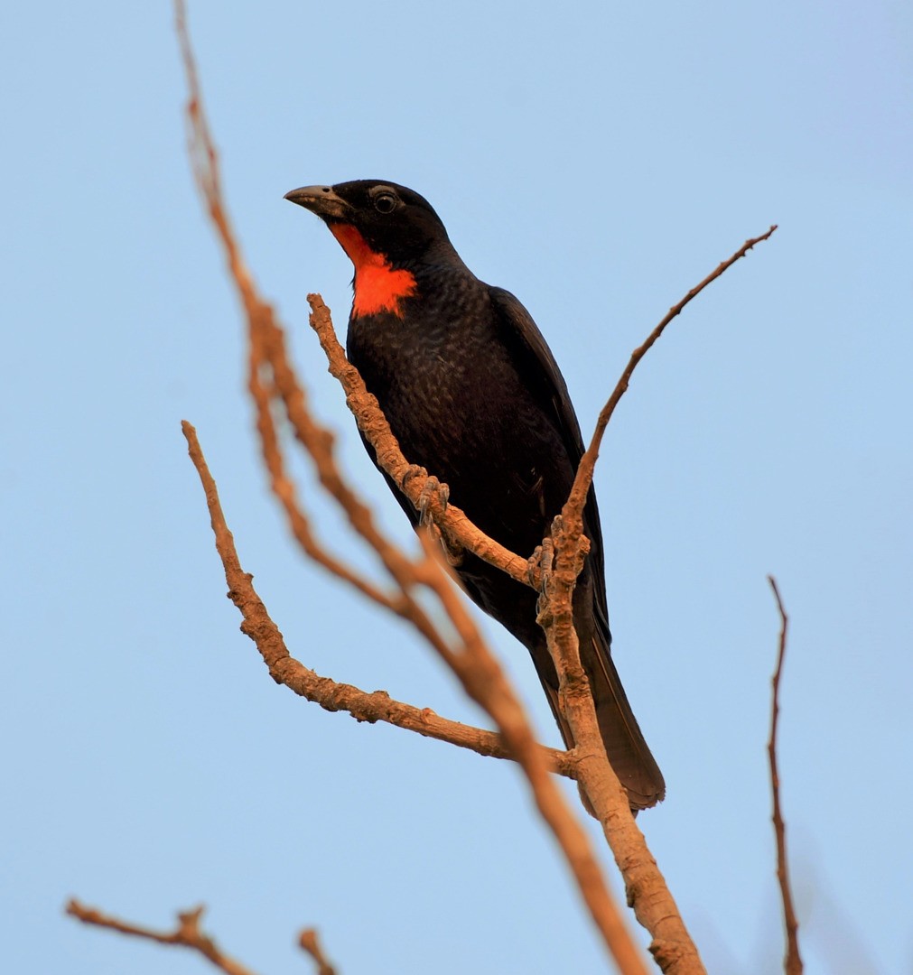 Scarlet-throated Tanager - ML601597461