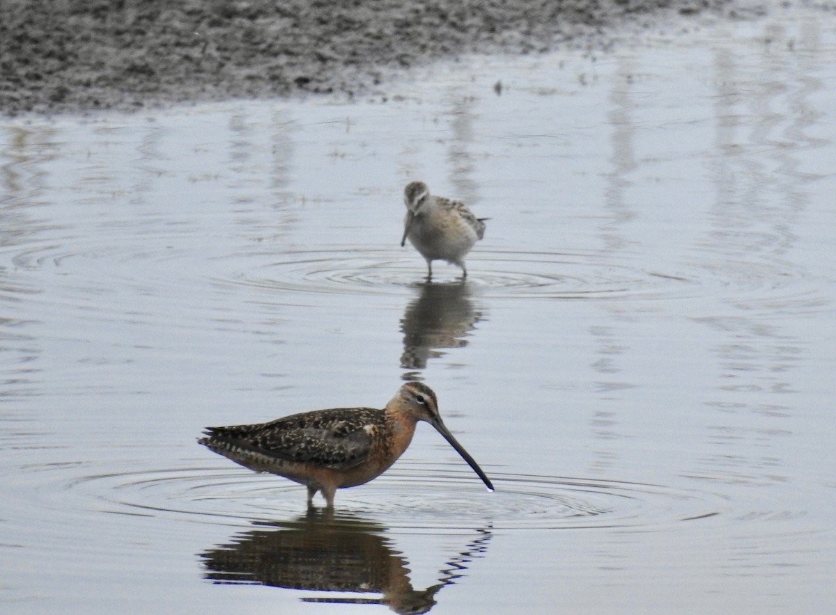 Long-billed Dowitcher - ML601598021