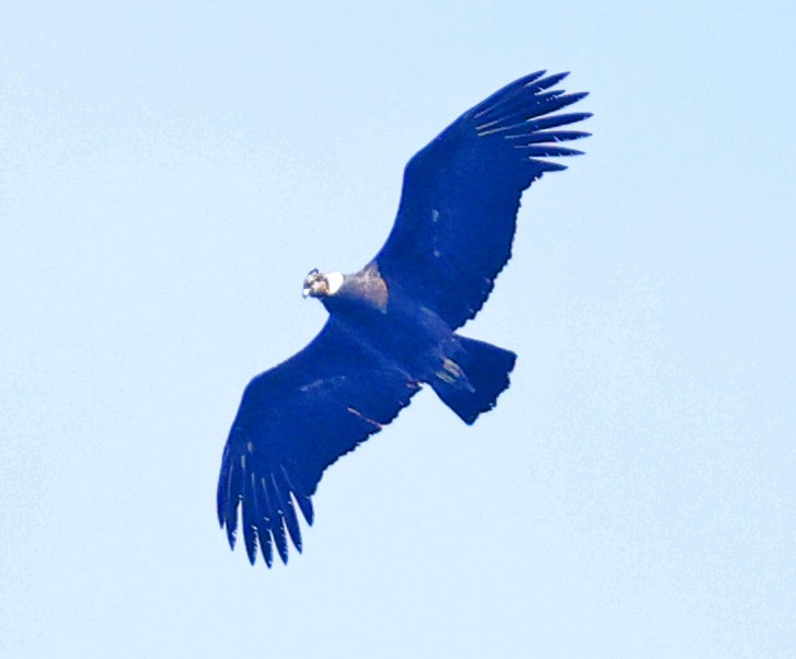 Condor des Andes - ML601600221