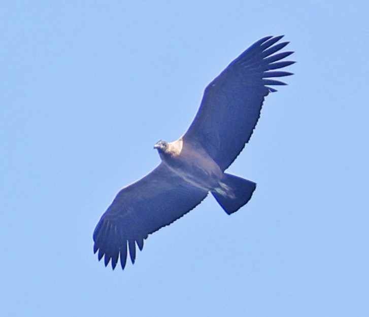 Condor des Andes - ML601600231