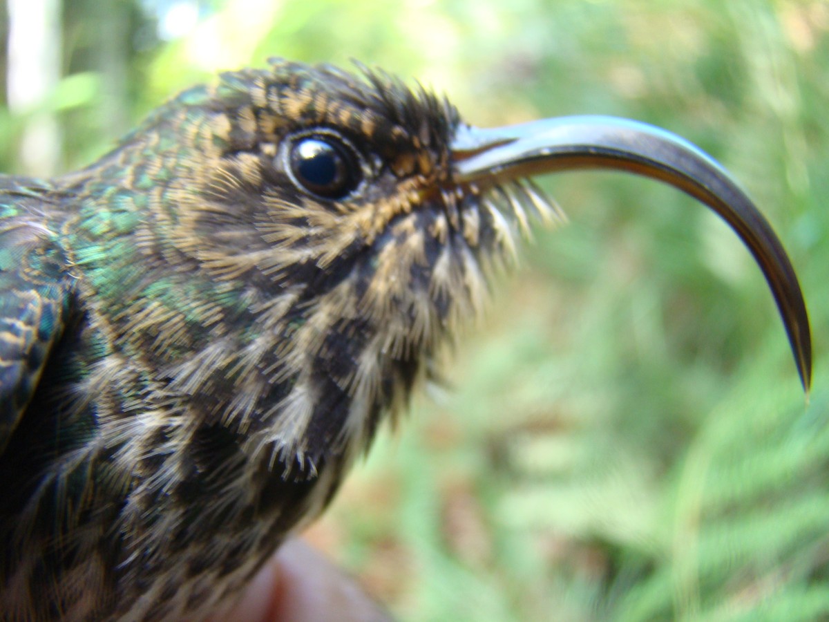 White-tipped Sicklebill - Carlos Mario Wagner Wagner