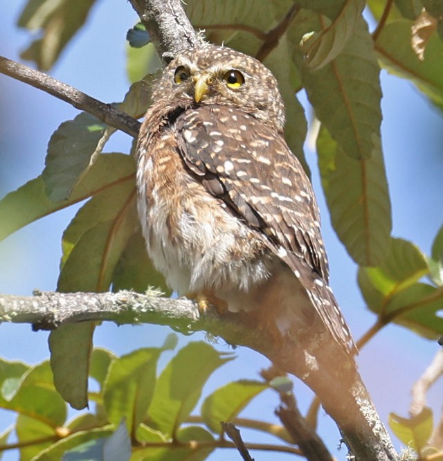 Andean Pygmy-Owl - ML601601921
