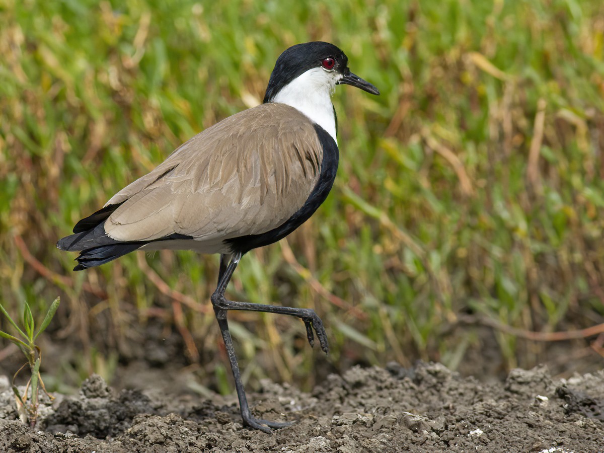 Spur-winged Lapwing - ML601602481