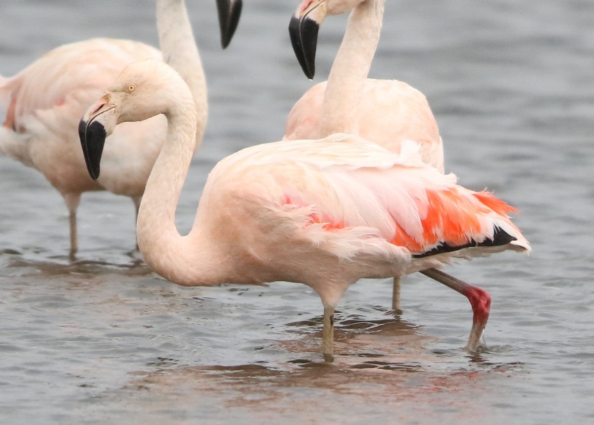 Chilean Flamingo - ML60160491
