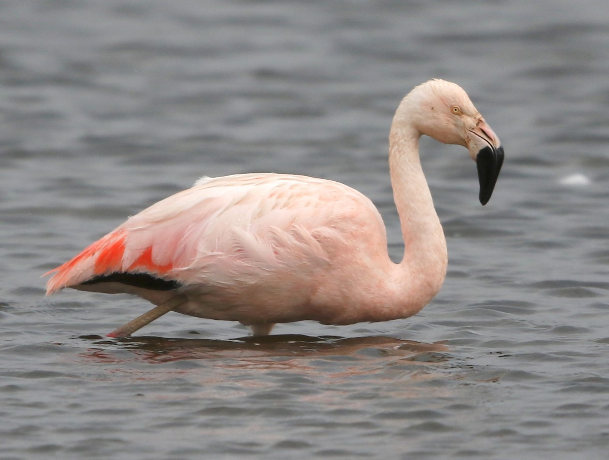 Chilean Flamingo - ML60160561
