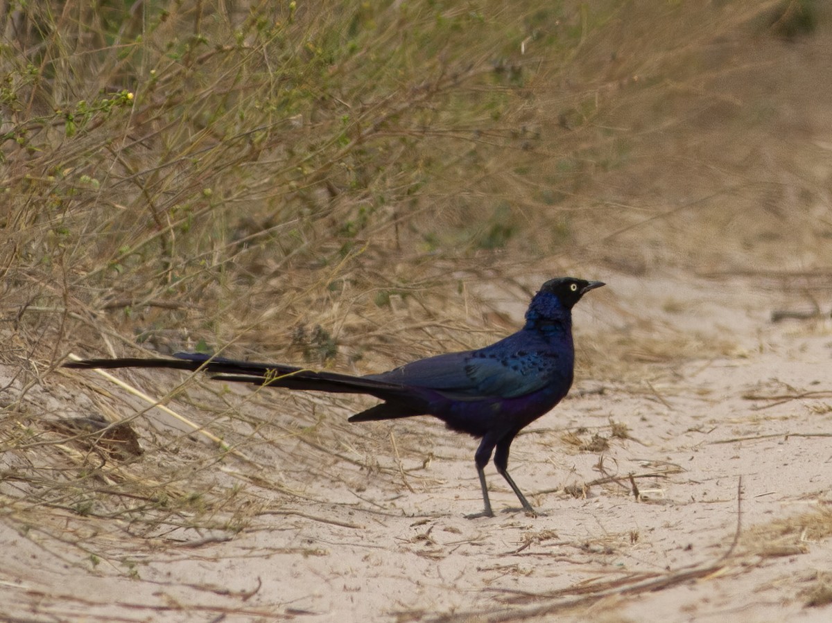 Long-tailed Glossy Starling - ML601607011
