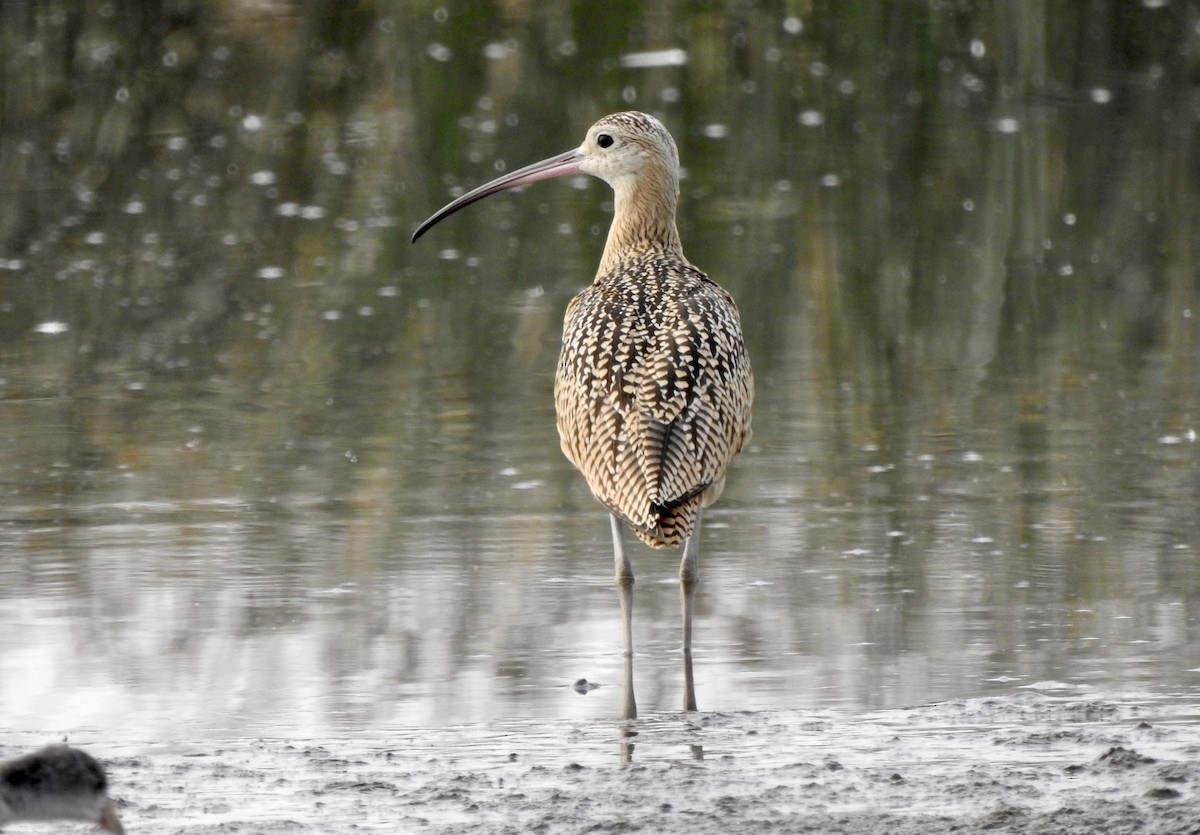 Long-billed Curlew - ML601607101