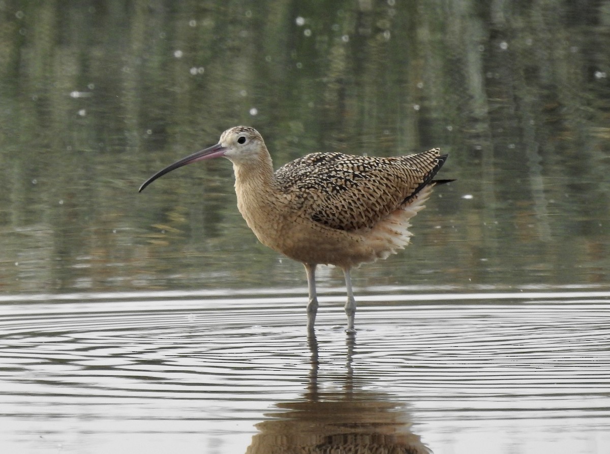 Long-billed Curlew - ML601607121