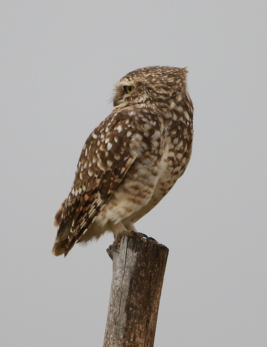 Burrowing Owl - ML60160831