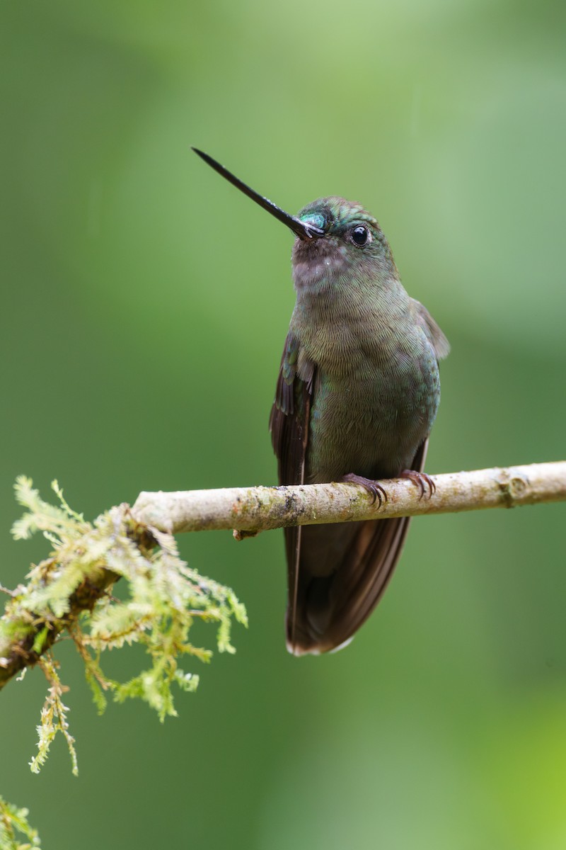 kolibřík zelenočelý - ML601609451