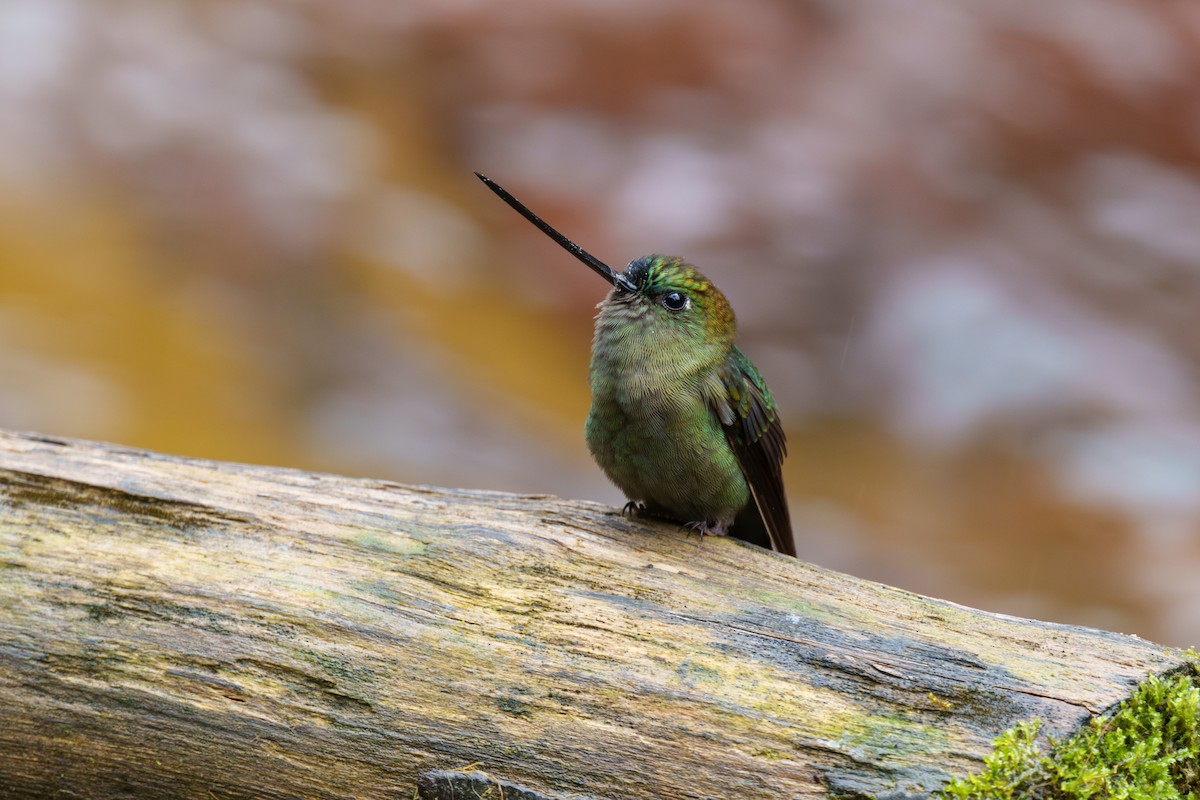 kolibřík zelenočelý - ML601609461