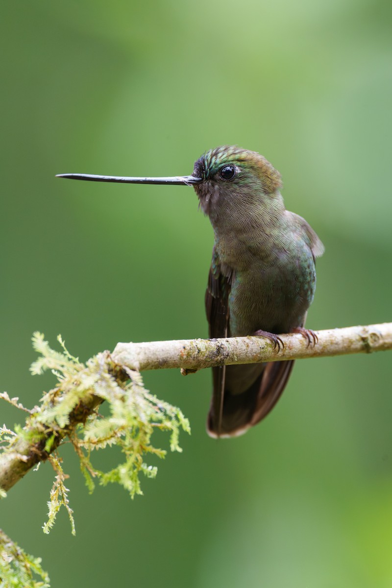kolibřík zelenočelý - ML601609471