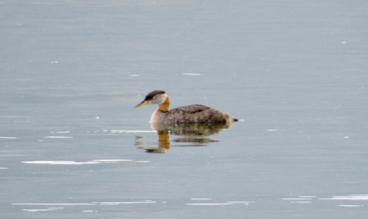Red-necked Grebe - ML601609651
