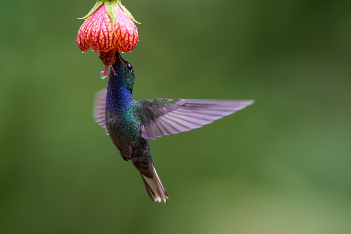 kolibřík zelenohřbetý - ML601609951