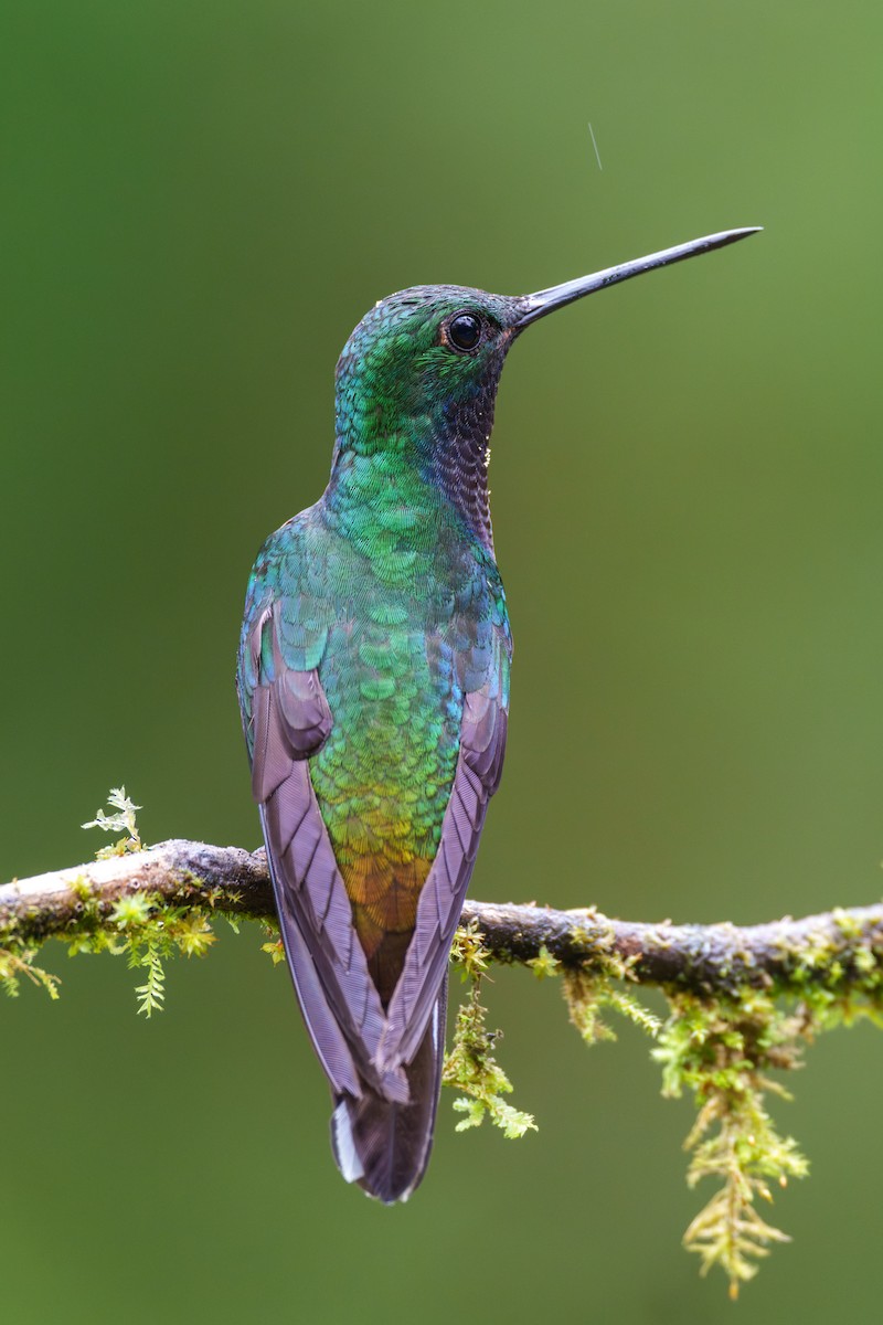 kolibřík zelenohřbetý - ML601609961