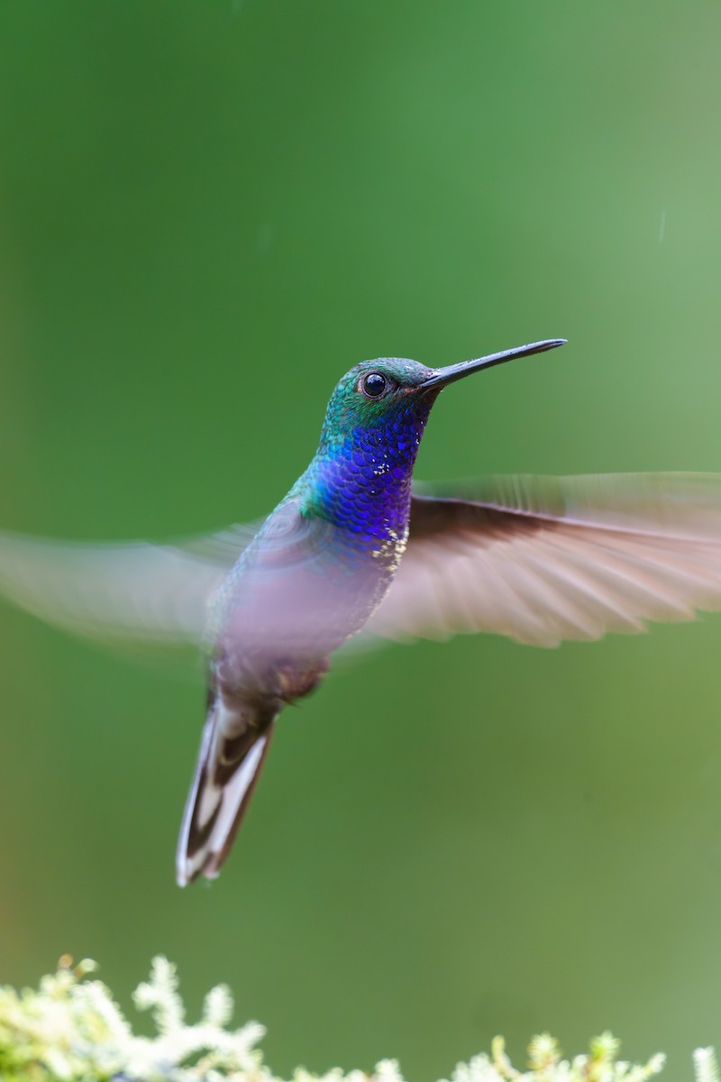kolibřík zelenohřbetý - ML601609981