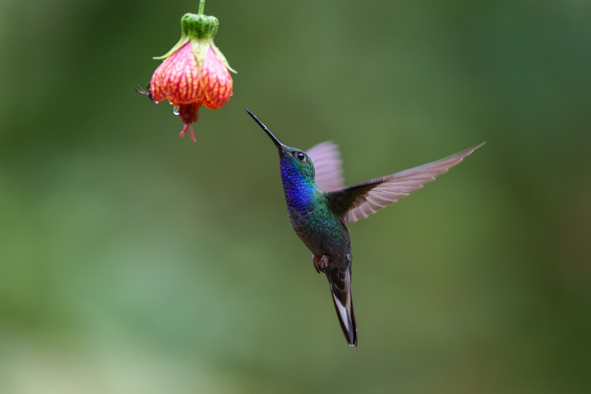 kolibřík zelenohřbetý - ML601609991