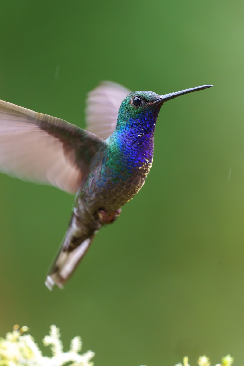 kolibřík zelenohřbetý - ML601610001