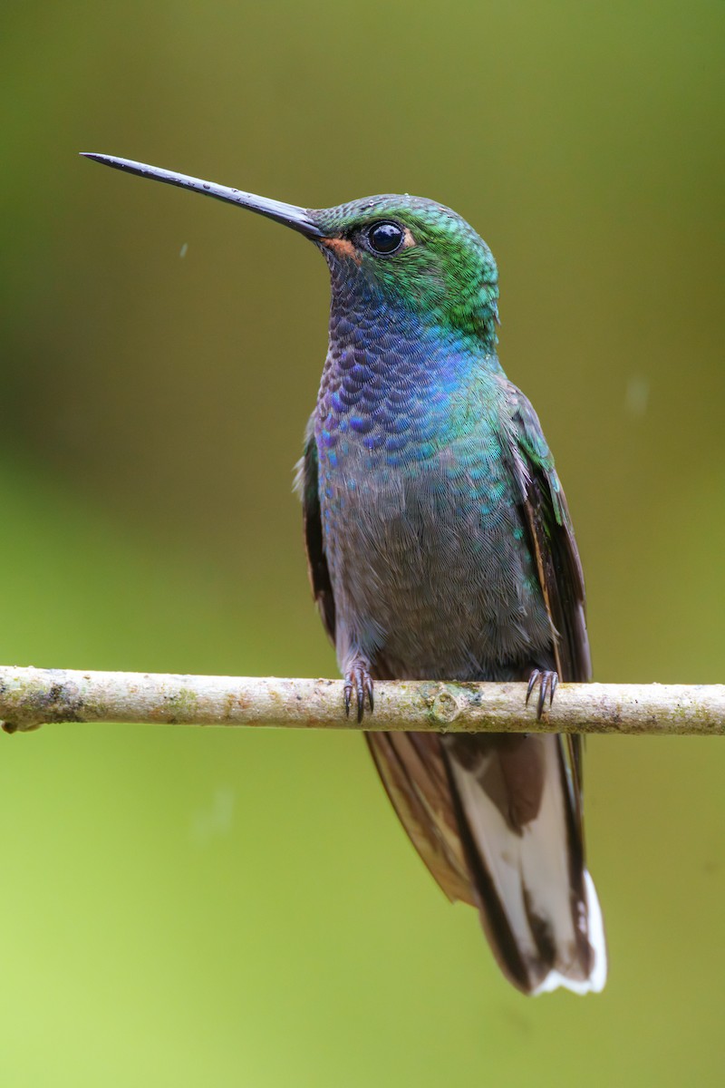 kolibřík zelenohřbetý - ML601610011