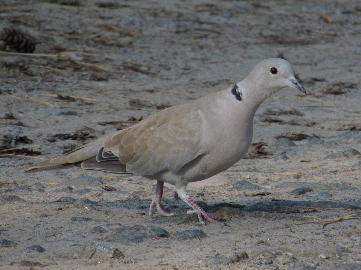Eurasian Collared-Dove - ML601610261
