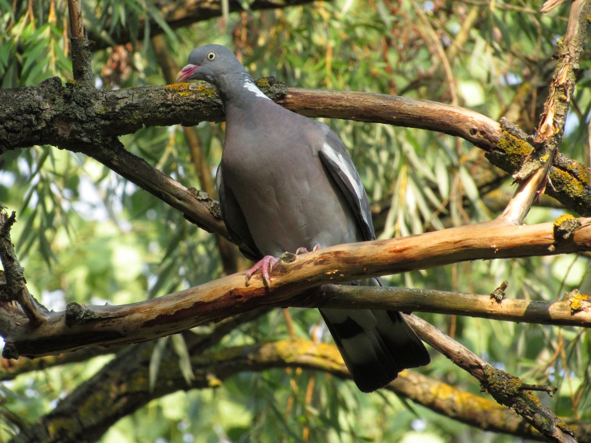 Common Wood-Pigeon - ML601612741