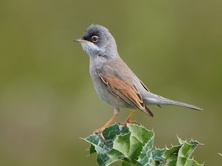  - Spectacled Warbler