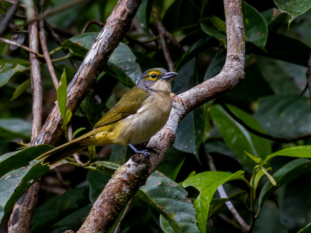 Fulvous-crested Tanager - ML601614581