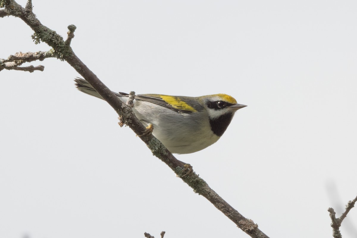 Golden-winged Warbler - ML601617521