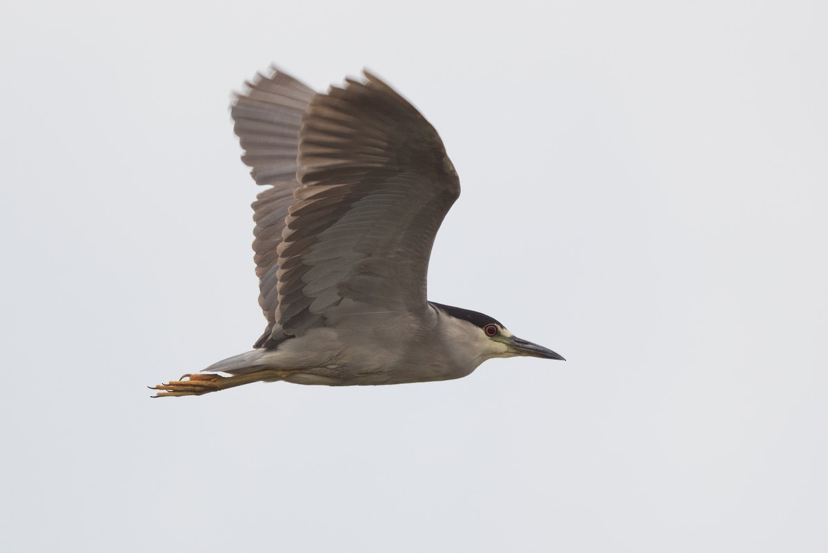 Black-crowned Night-Heron - ML601617611