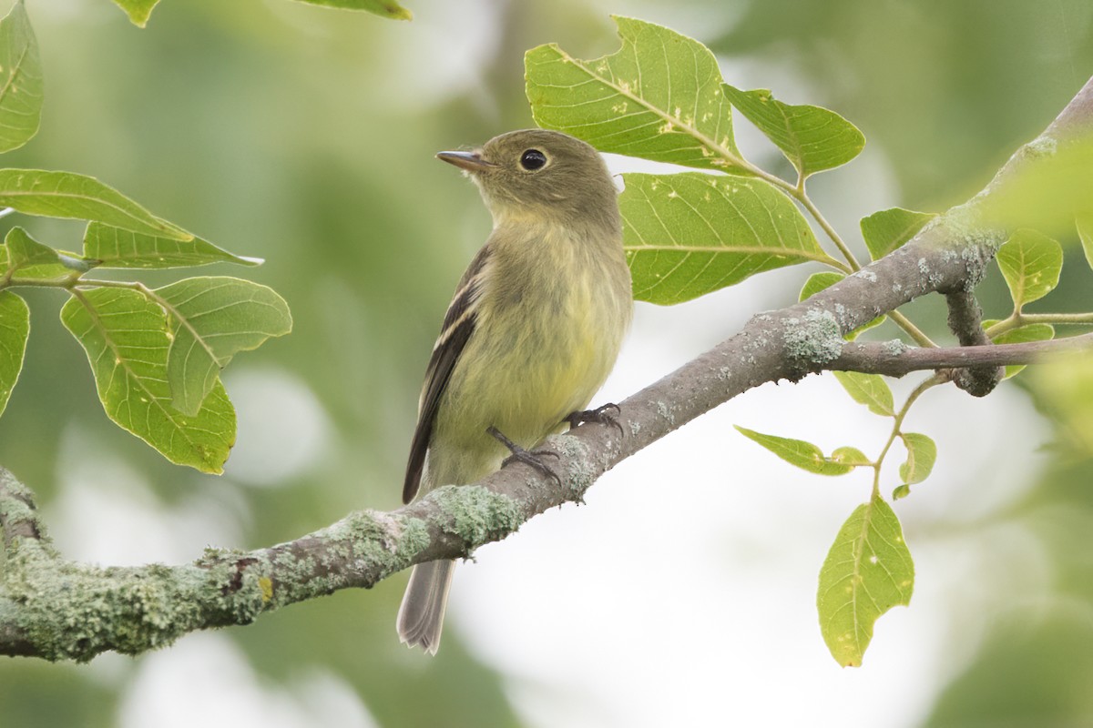 Yellow-bellied Flycatcher - ML601617831