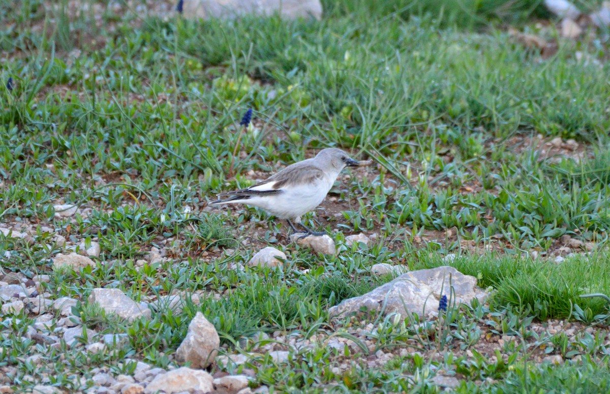White-winged Snowfinch - ML601619951