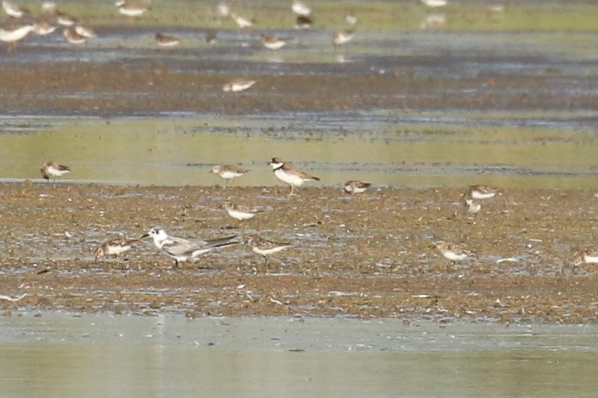 Semipalmated Plover - ML601620631