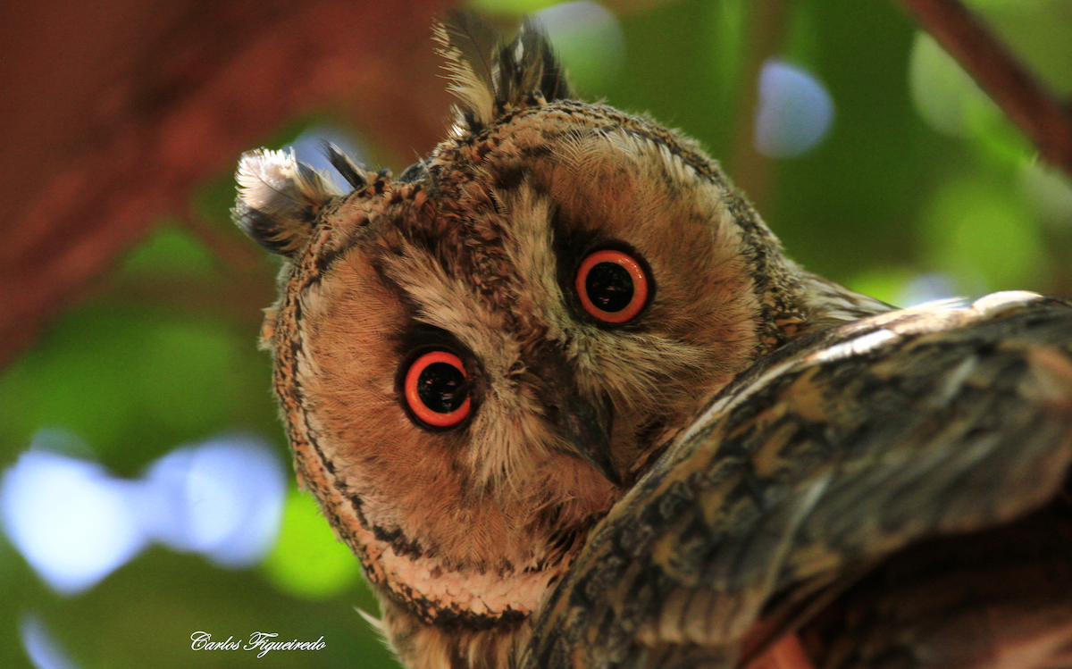 Long-eared Owl - ML601621381