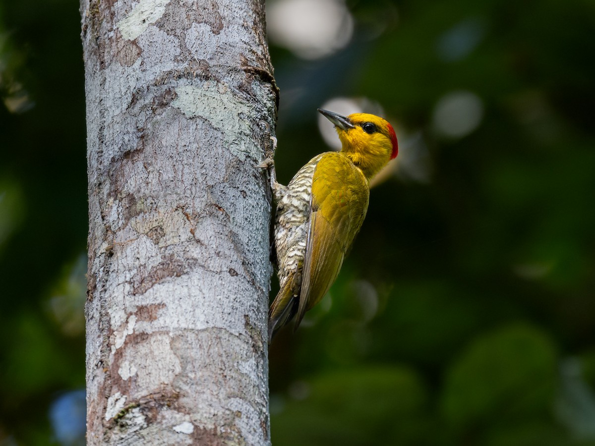Yellow-throated Woodpecker - Héctor Bottai