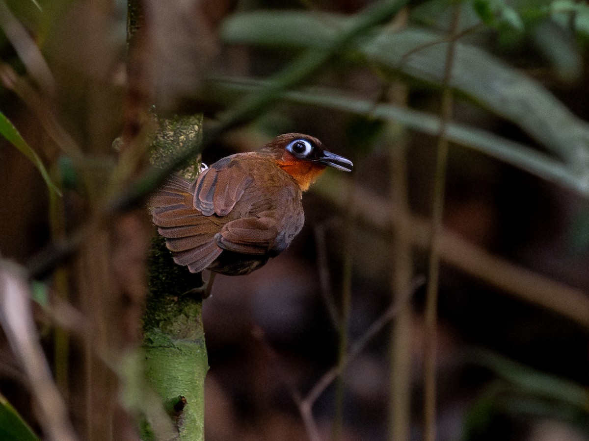 Rufous-throated Antbird - ML601622681